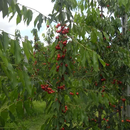 Calderino 팜스테이 *