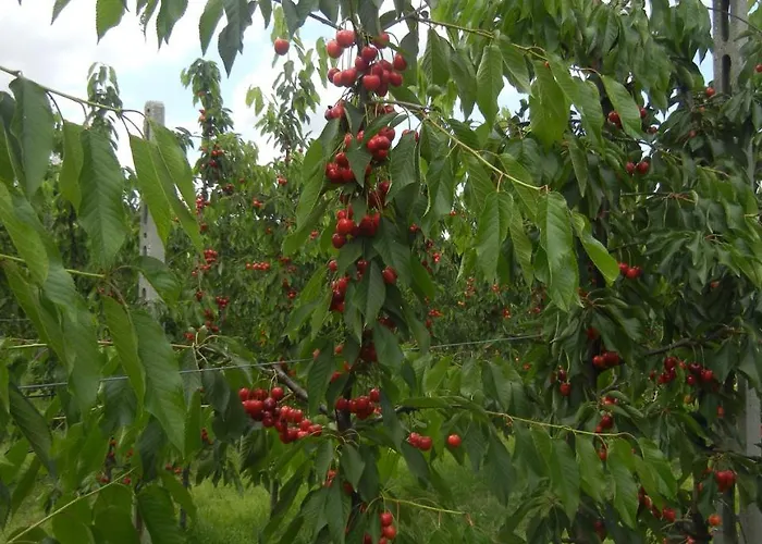 Calderino Lantgård *